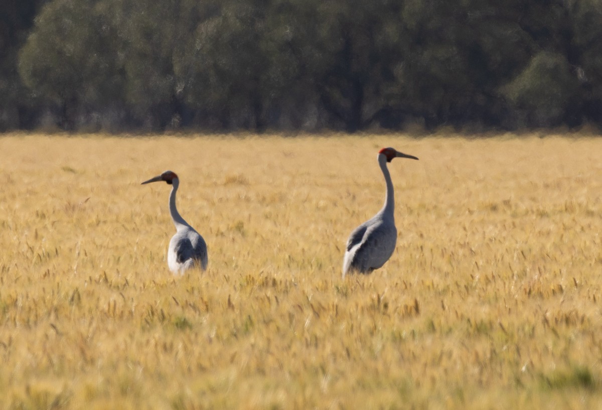 Brolga kurriloa - ML642420622