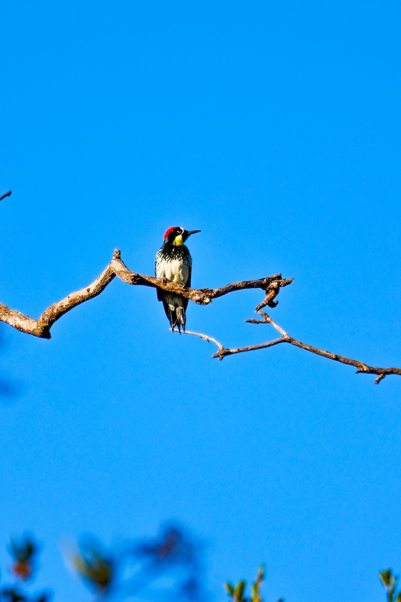 Acorn Woodpecker - ML642420627