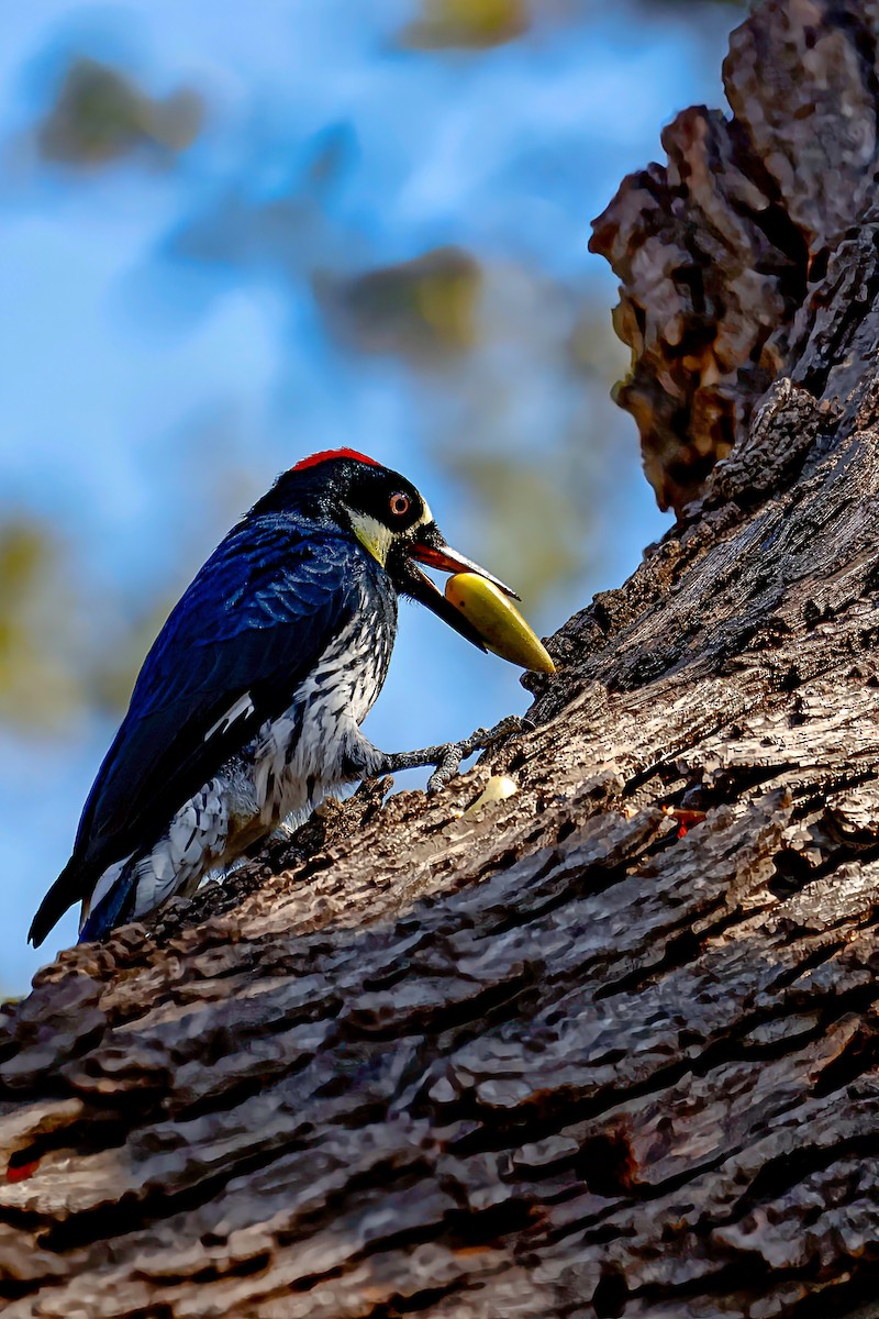 Acorn Woodpecker - ML642420630