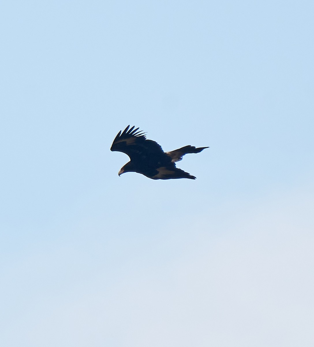 Wedge-tailed Eagle - ML642420632