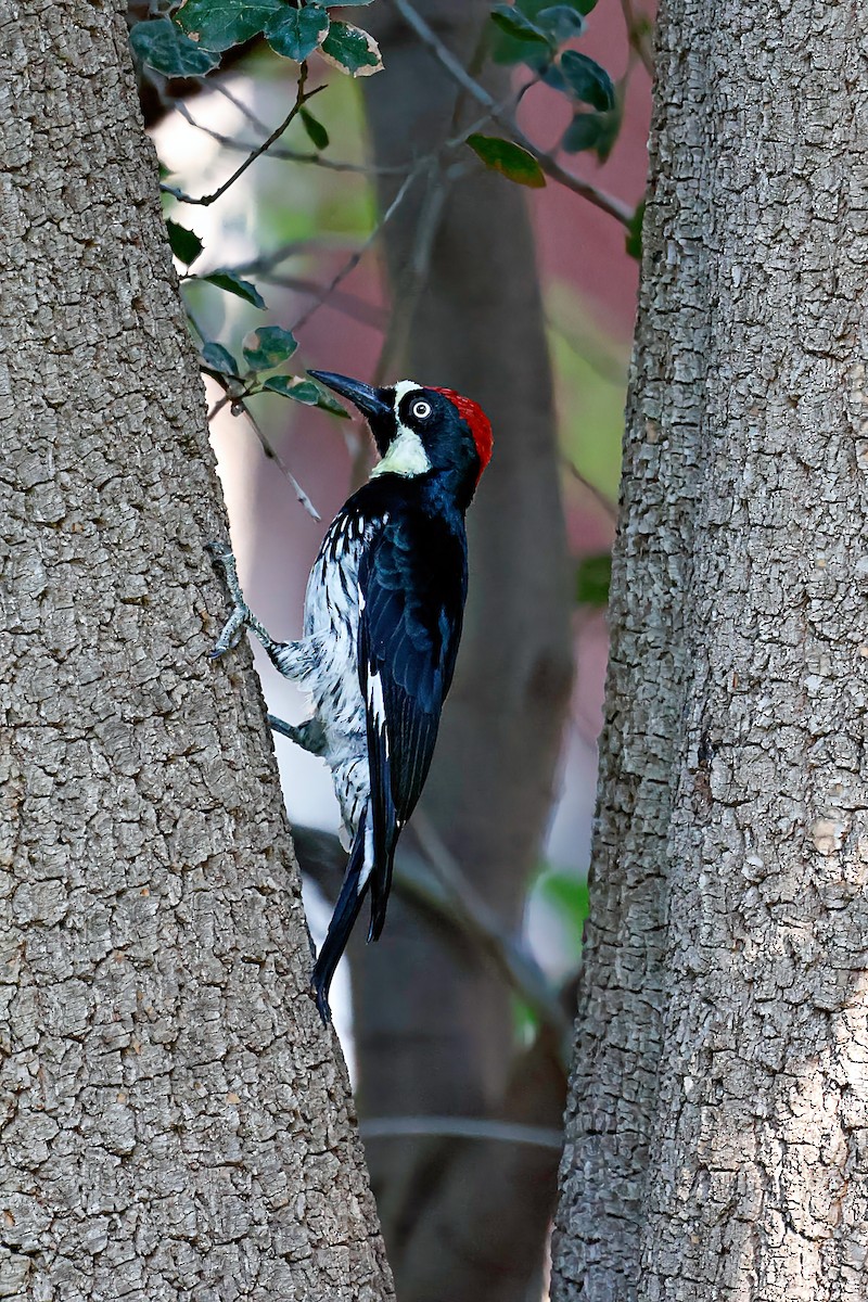 Acorn Woodpecker - ML642420633