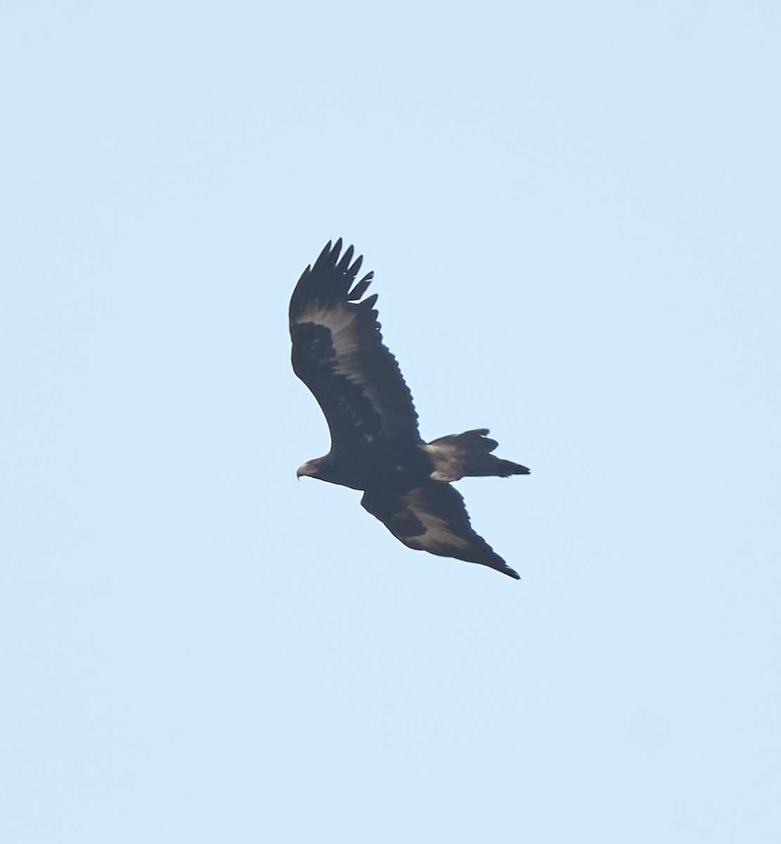 Wedge-tailed Eagle - ML642420674