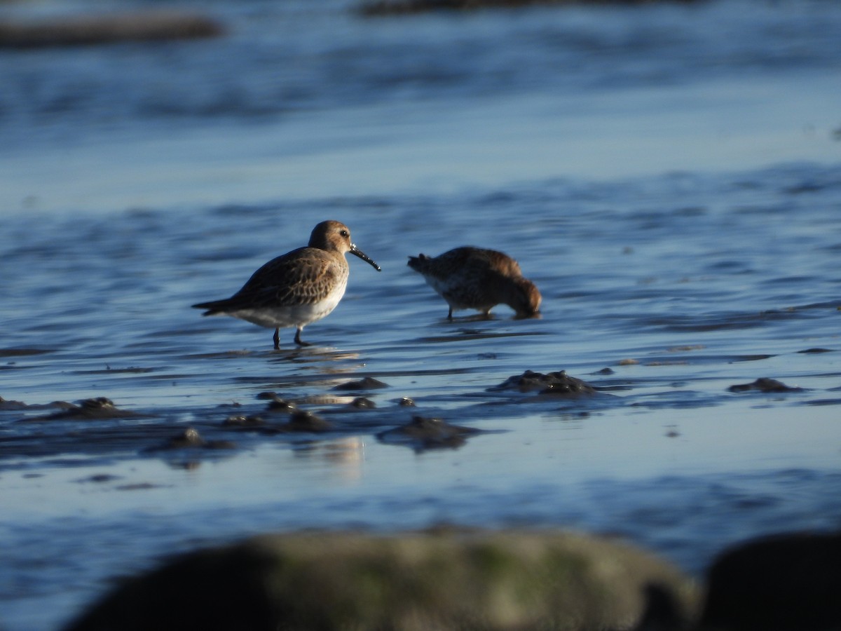Dunlin - ML642420676