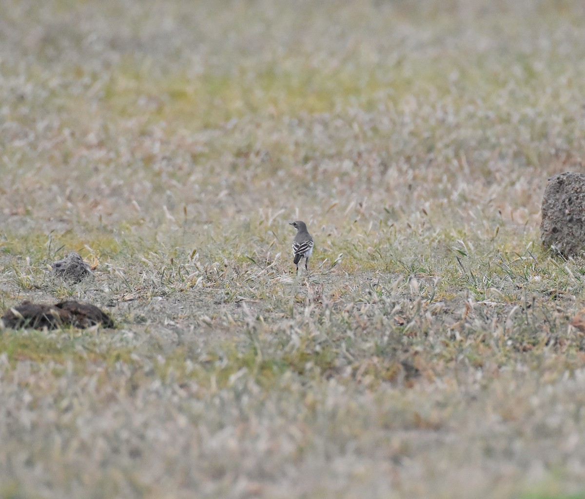 Western Yellow Wagtail - ML642420719