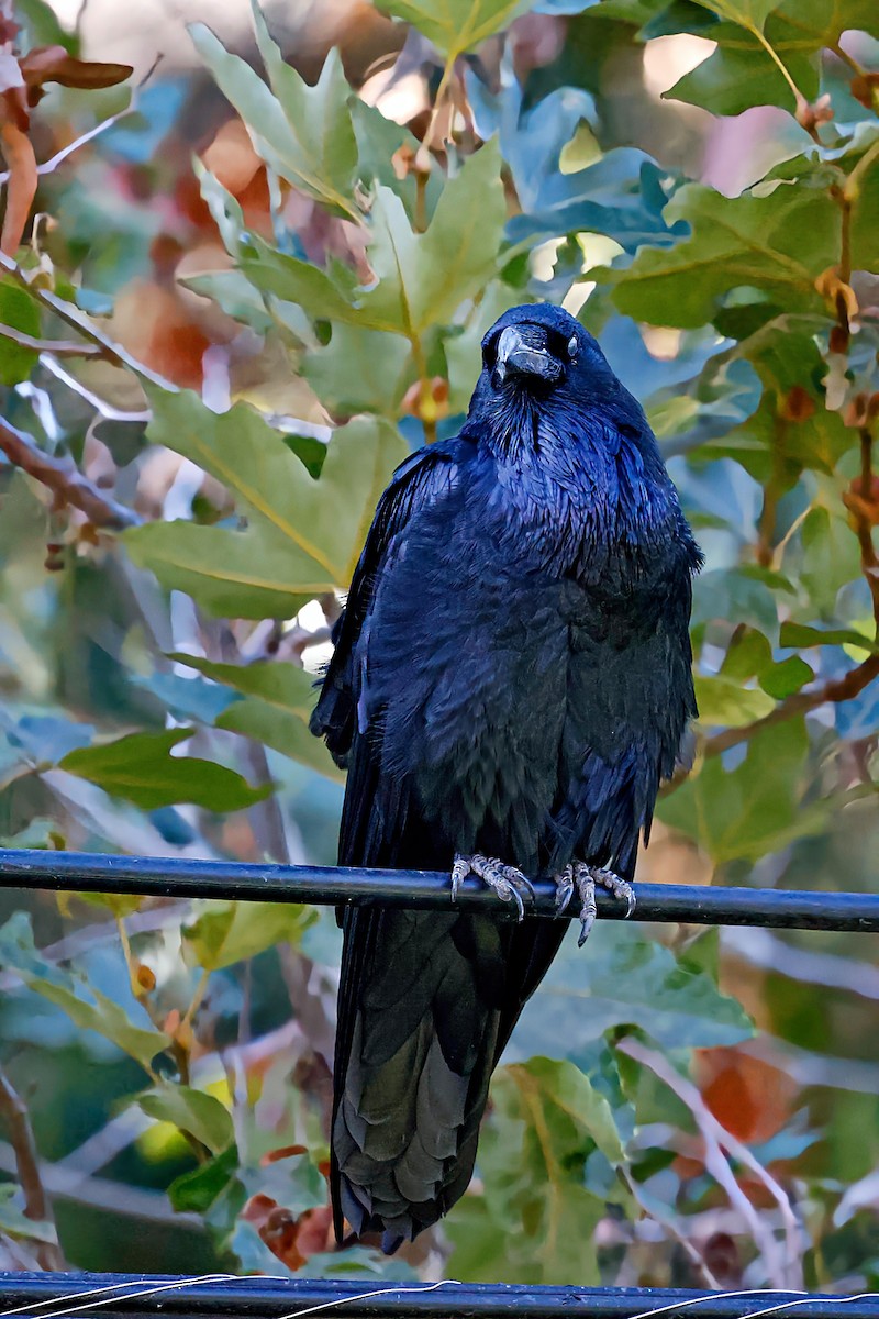 Common Raven - ML642420728
