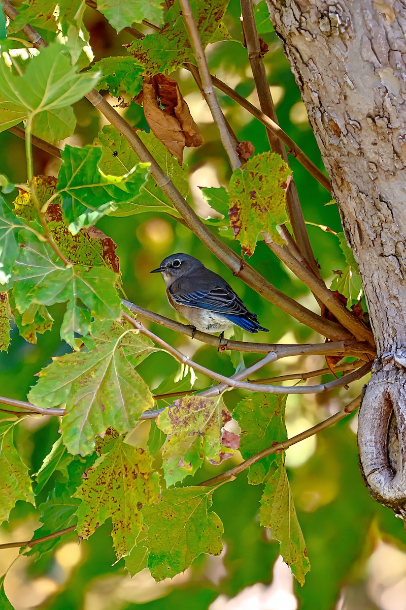Western Bluebird - ML642420736
