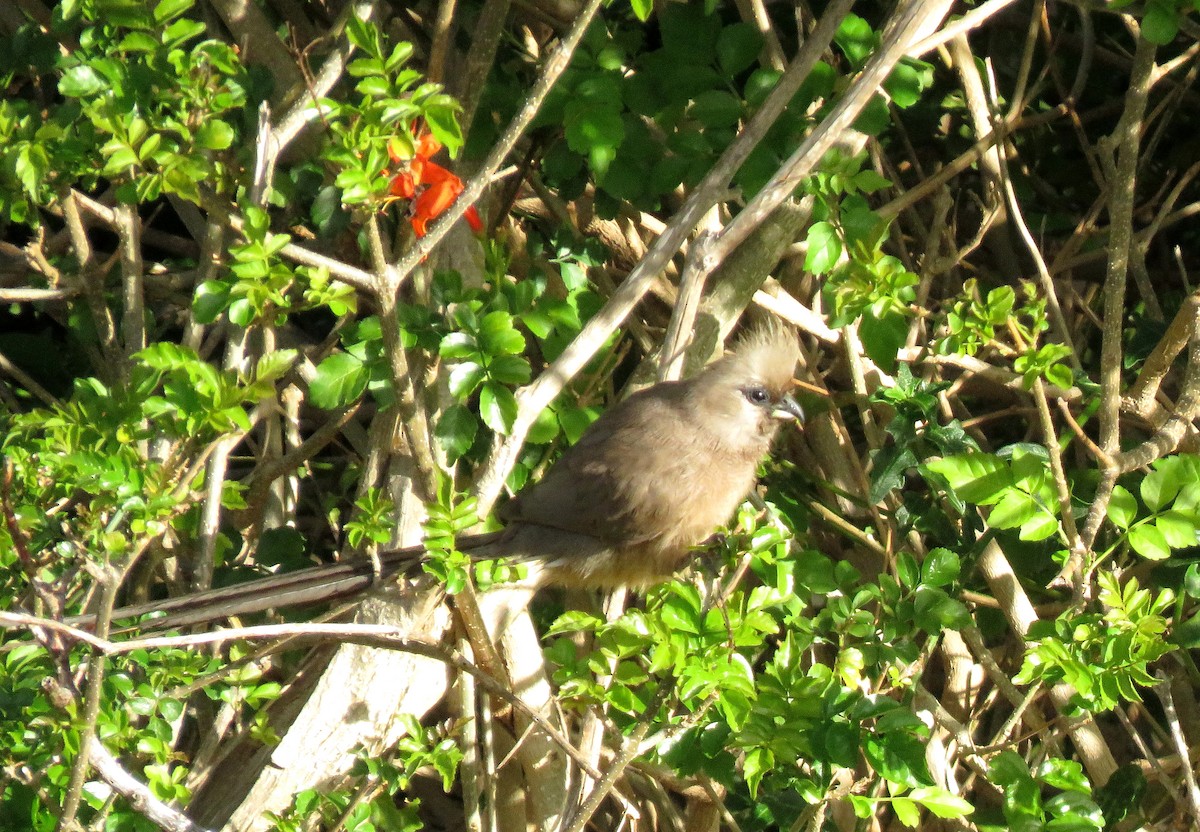 Speckled Mousebird - ML642420751