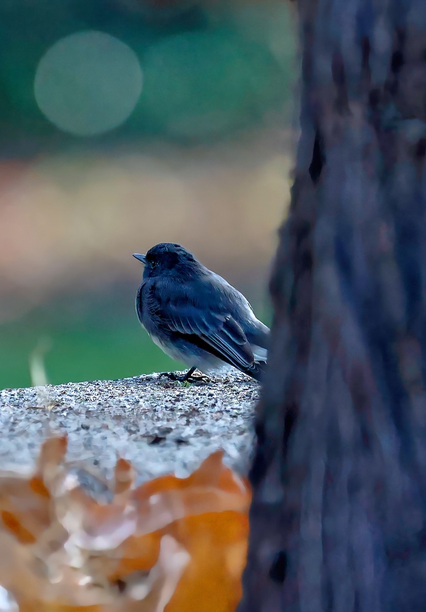 Black Phoebe - ML642420782