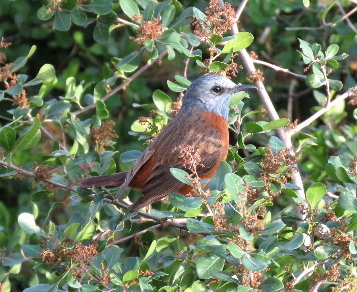 Cape Rock-Thrush - ML642420793