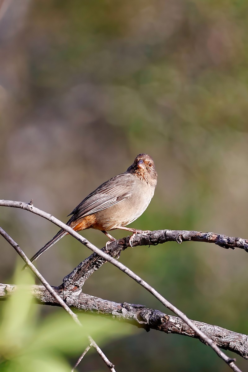 California Towhee - ML642420801