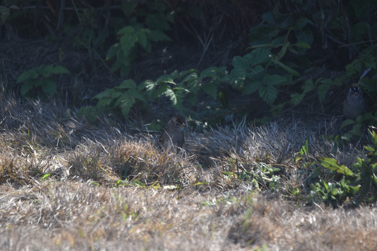 White-crowned Sparrow - ML642420811