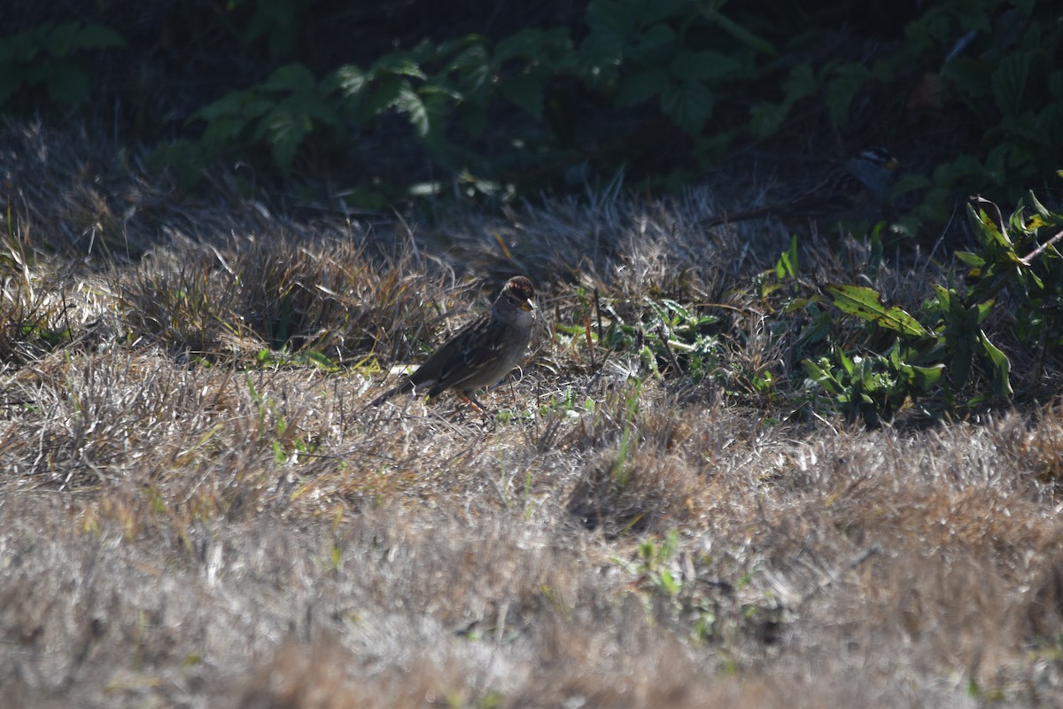 White-crowned Sparrow - ML642420822