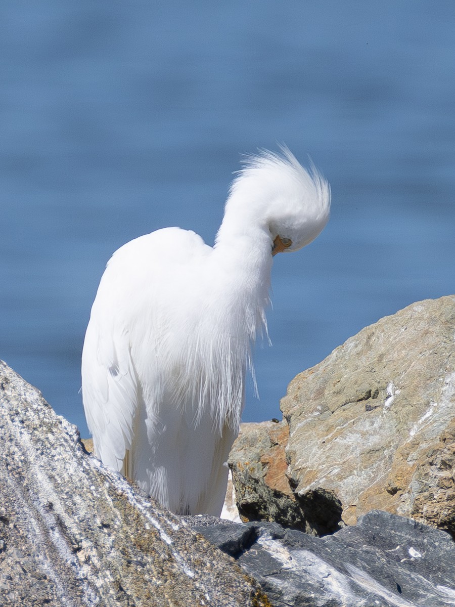 Snowy Egret - ML642420827