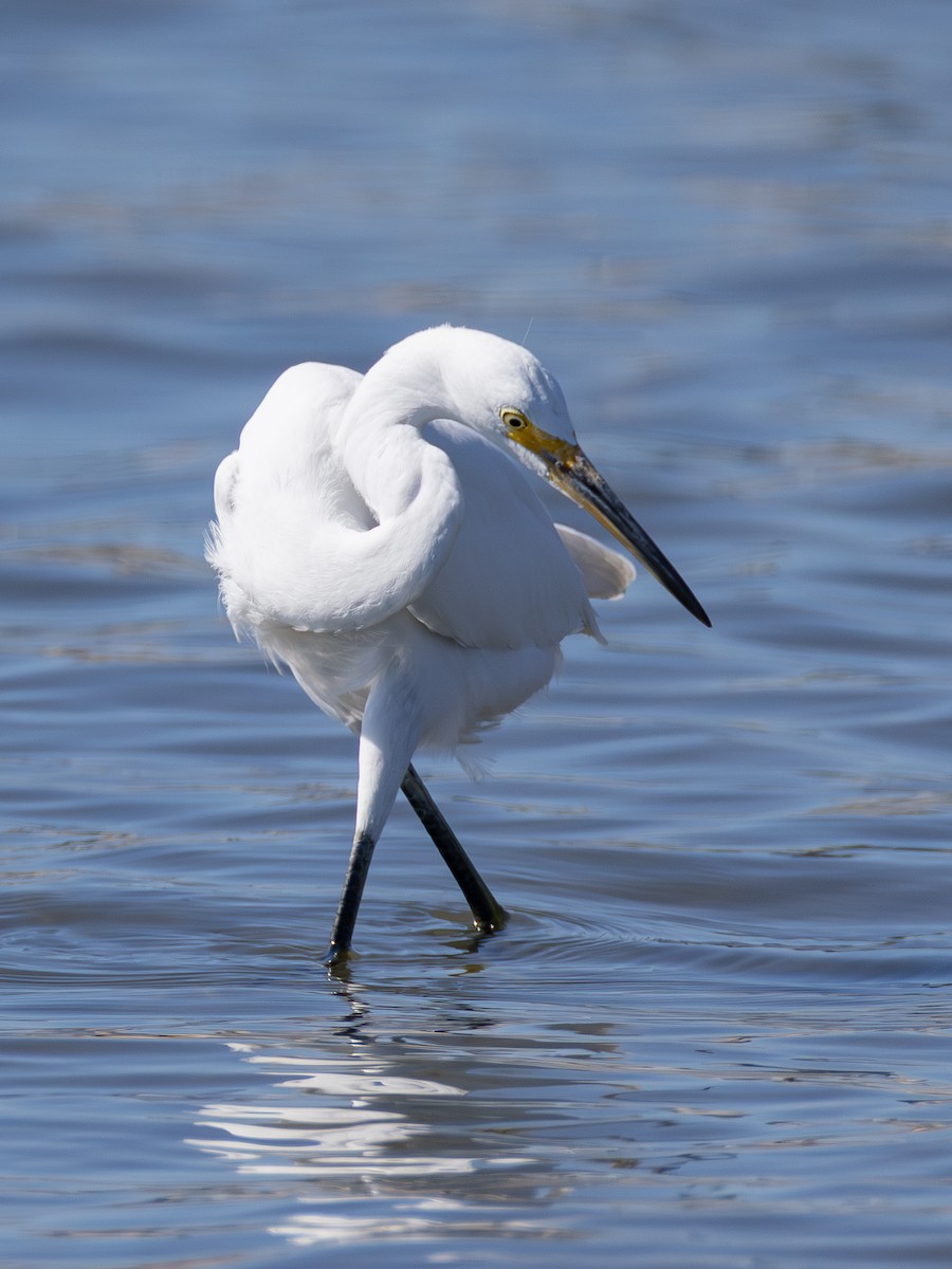 Snowy Egret - ML642420828