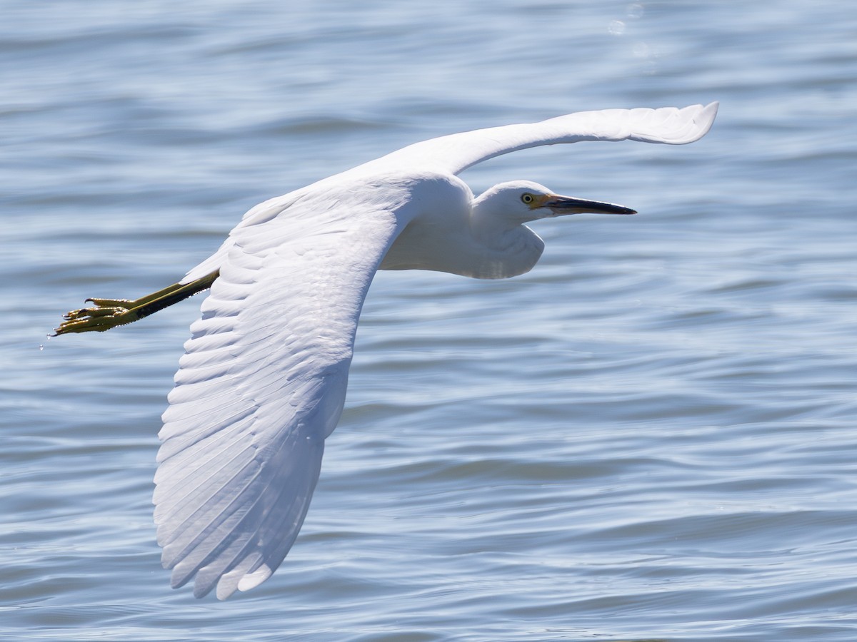 Snowy Egret - ML642420829