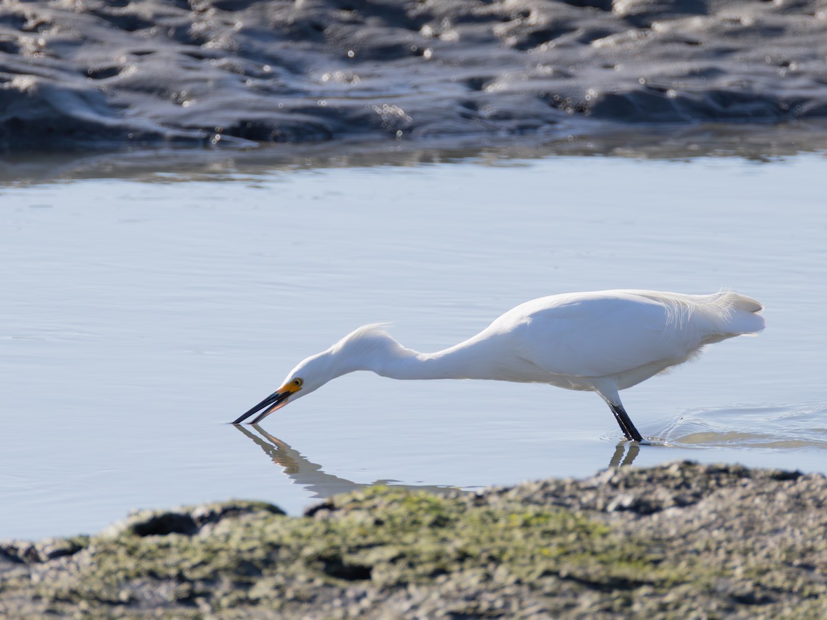 Snowy Egret - ML642420830