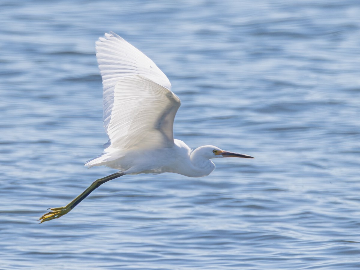 Snowy Egret - ML642420831