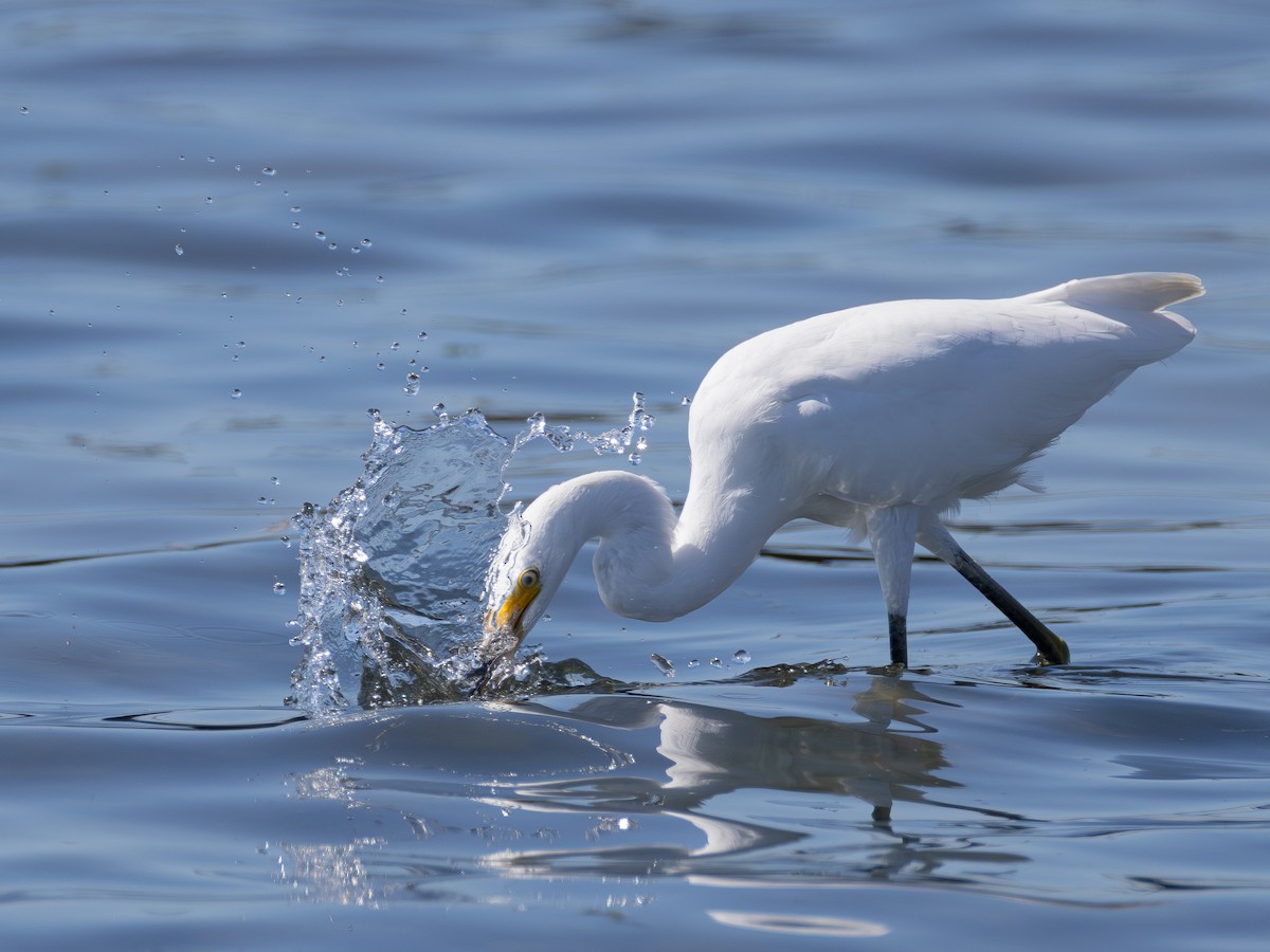 Snowy Egret - ML642420832