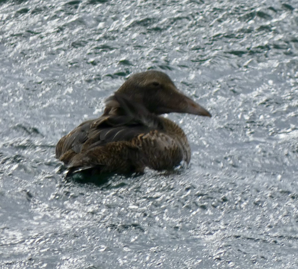 Pufla - ML642420841