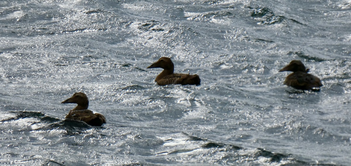 Pufla - ML642420842