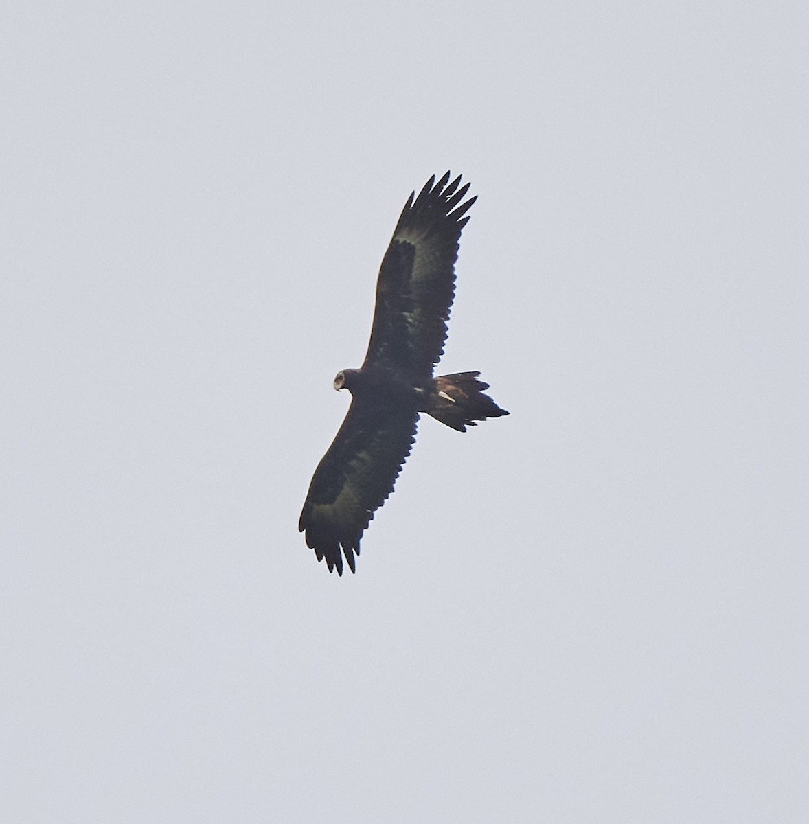 Wedge-tailed Eagle - ML642420843