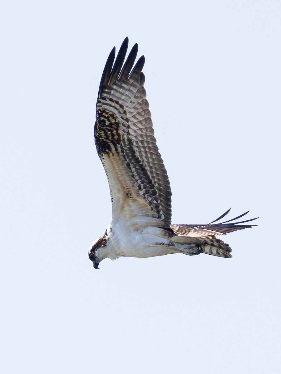 Falco pescatore - ML642420853