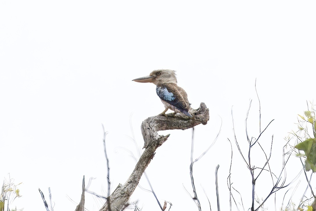 larmekokaburra - ML642420868