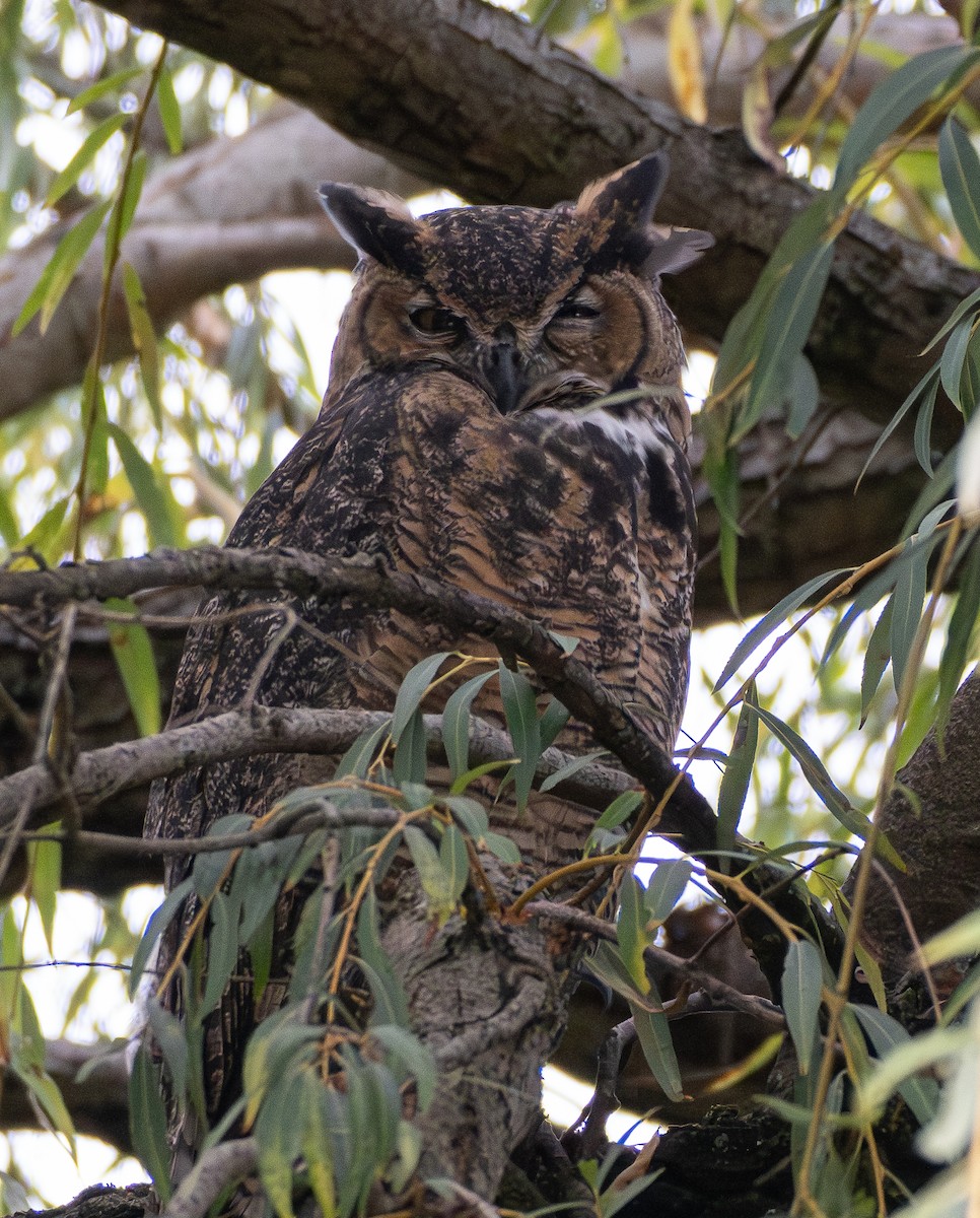 Great Horned Owl - ML642420881