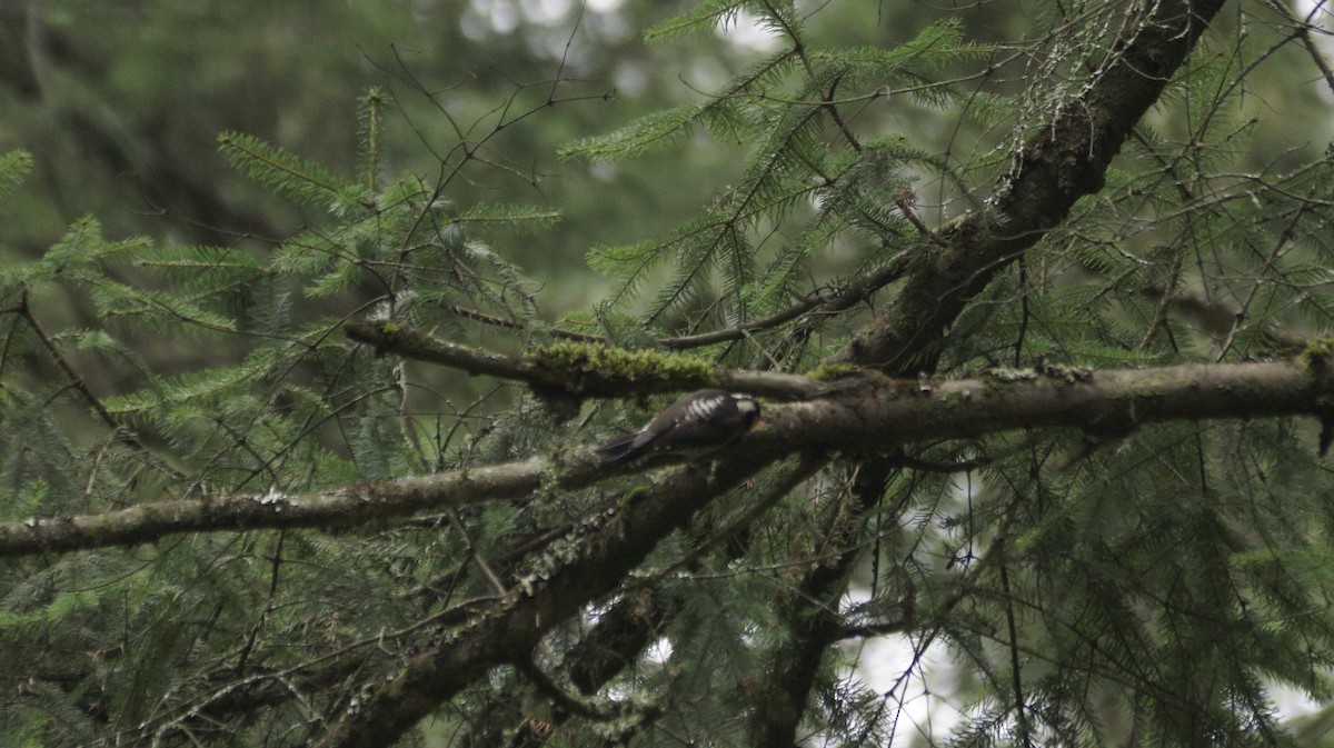 Strickland's Woodpecker - ML642420896