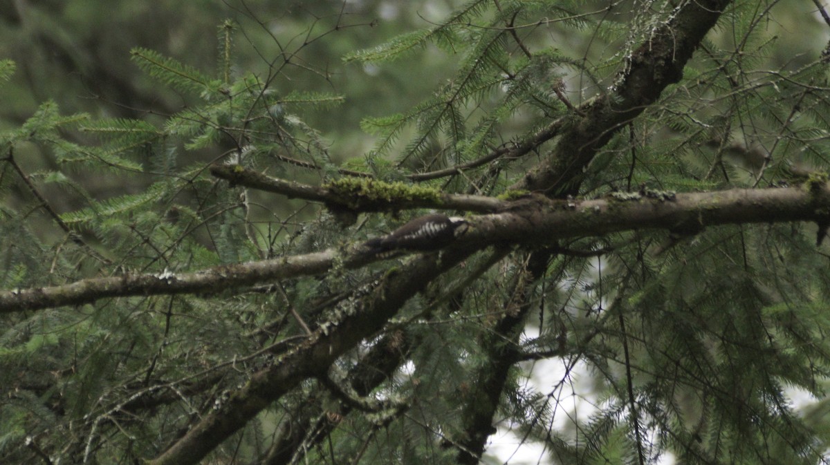 Strickland's Woodpecker - ML642420897