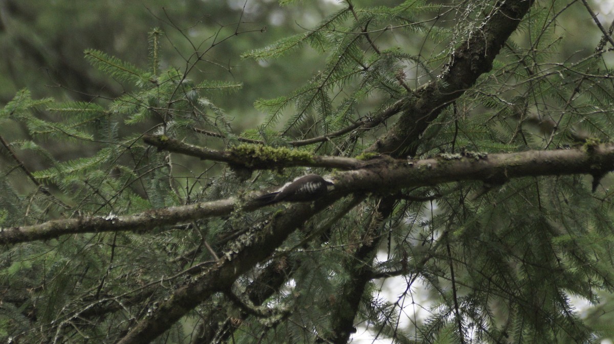 Strickland's Woodpecker - ML642420898