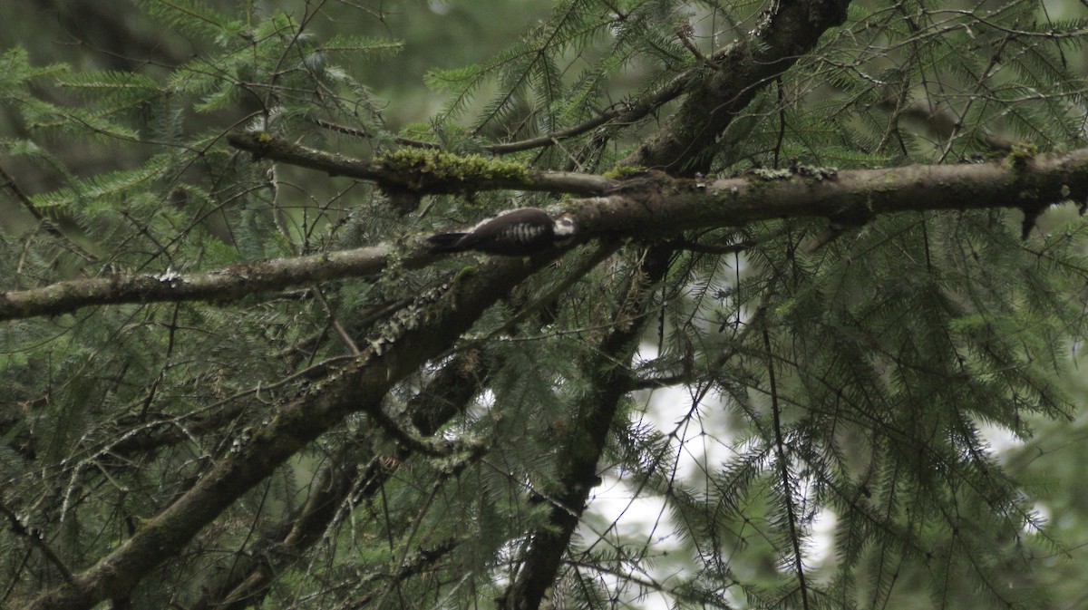 Strickland's Woodpecker - ML642420899