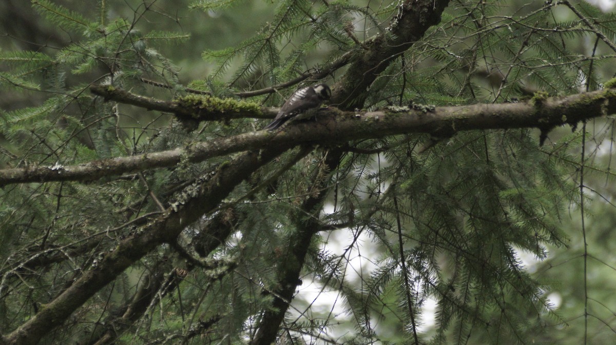 Strickland's Woodpecker - ML642420901