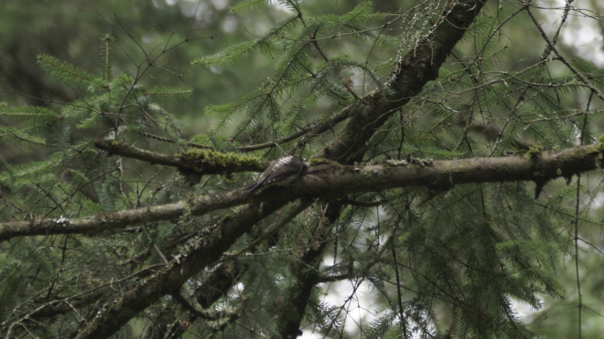 Strickland's Woodpecker - ML642420902