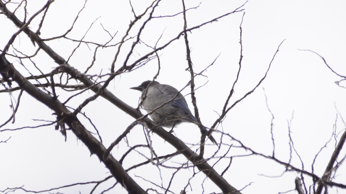 Woodhouse's Scrub-Jay - ML642420907