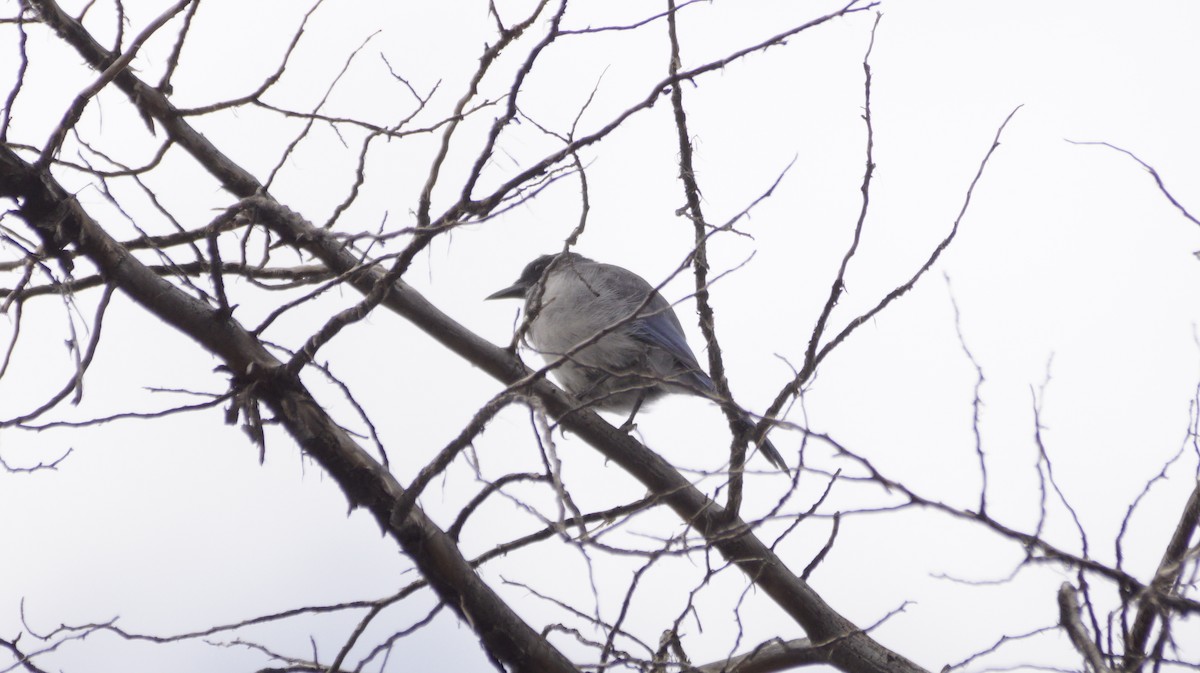 Woodhouse's Scrub-Jay - ML642420908