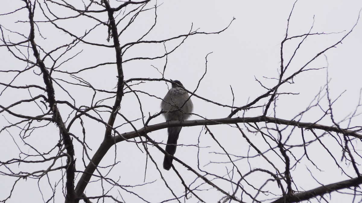 Woodhouse's Scrub-Jay - ML642420909
