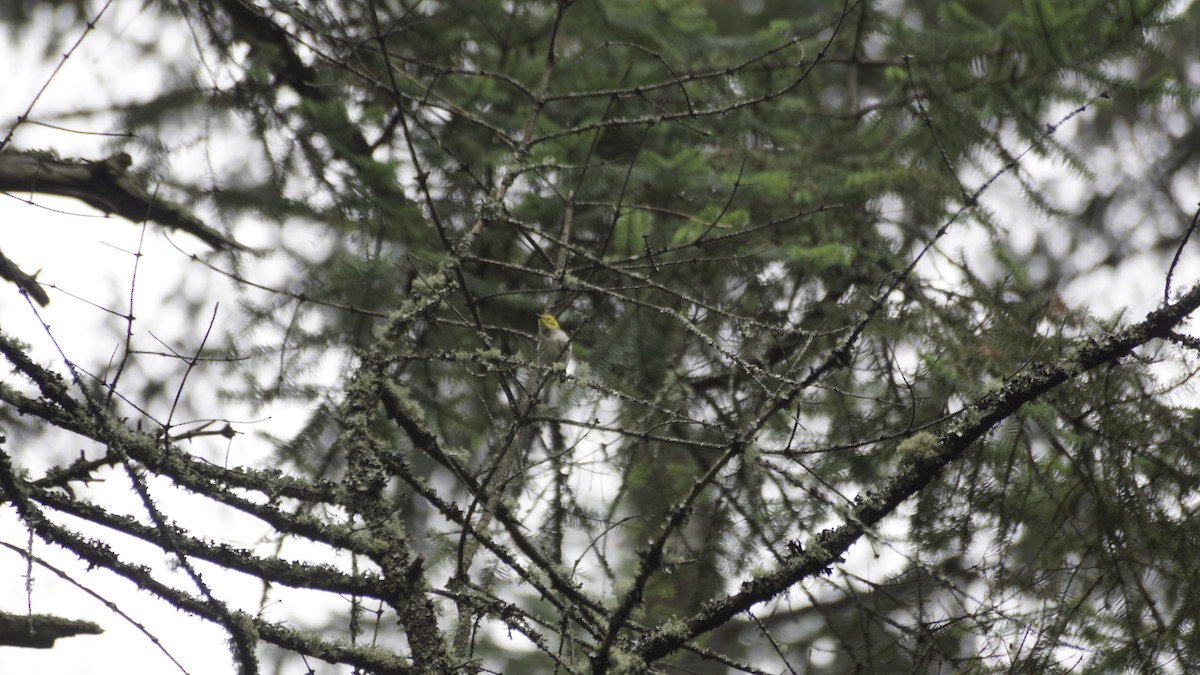 Hermit Warbler - ML642420927