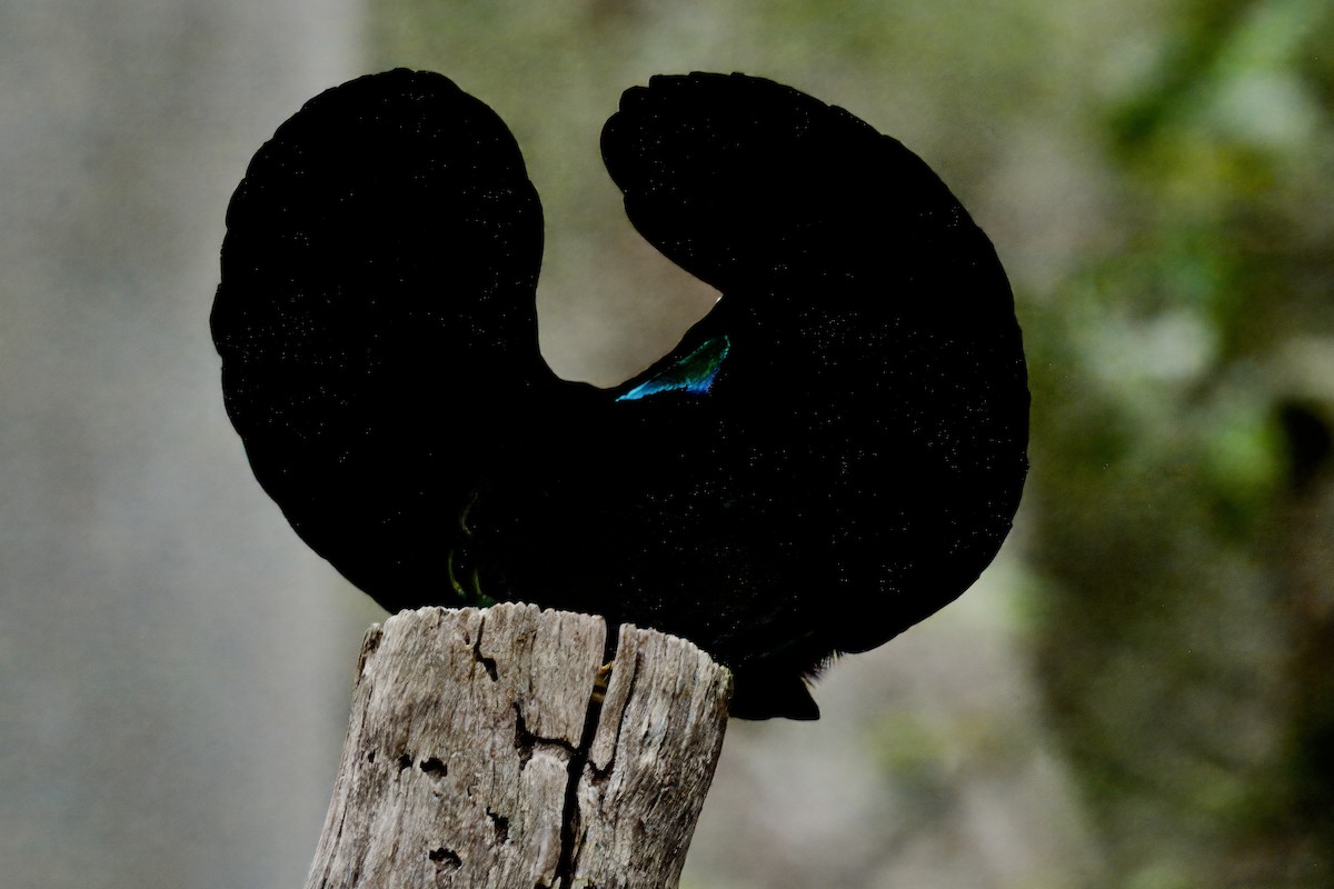 Victoria's Riflebird - ML642420937