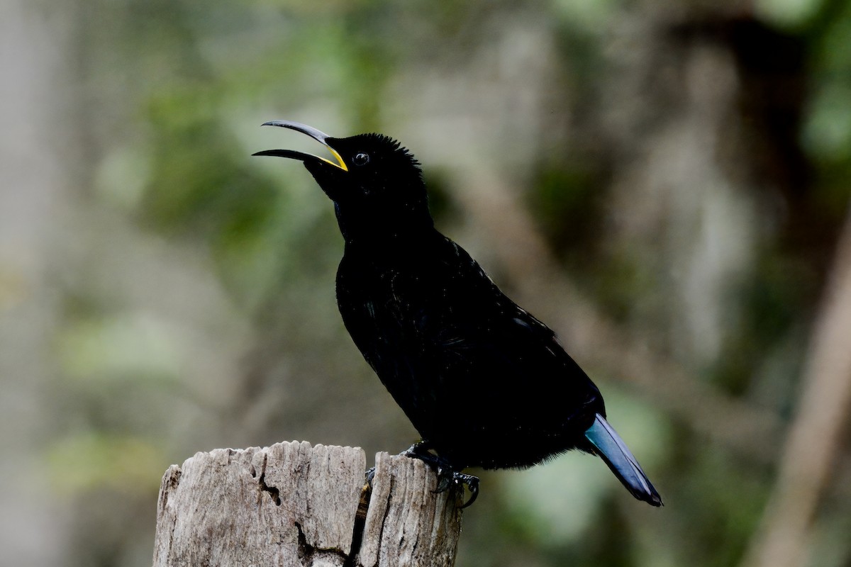 Victoria's Riflebird - ML642420938