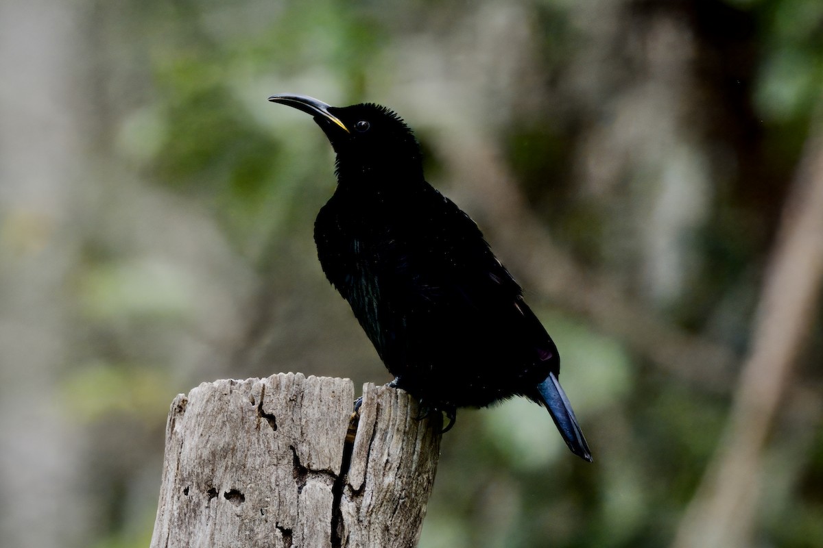 Victoria's Riflebird - ML642420940