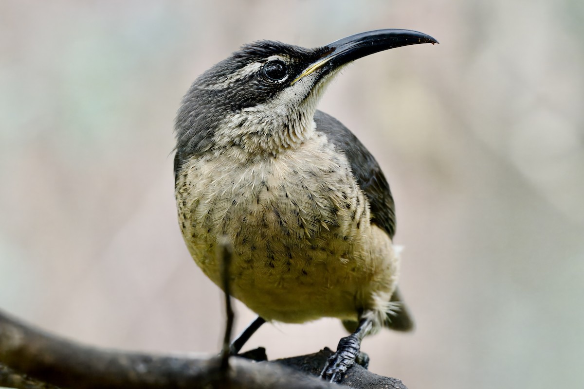 Victoria's Riflebird - ML642420941