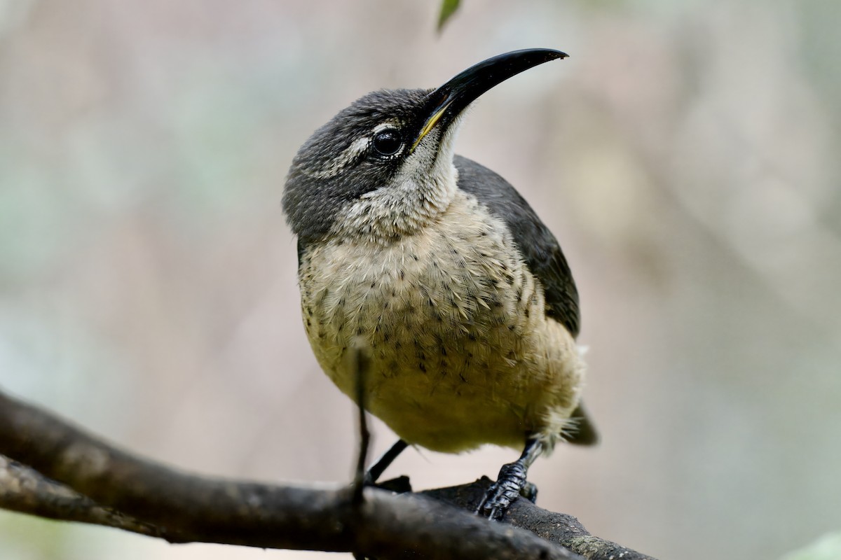 Victoria's Riflebird - ML642420942