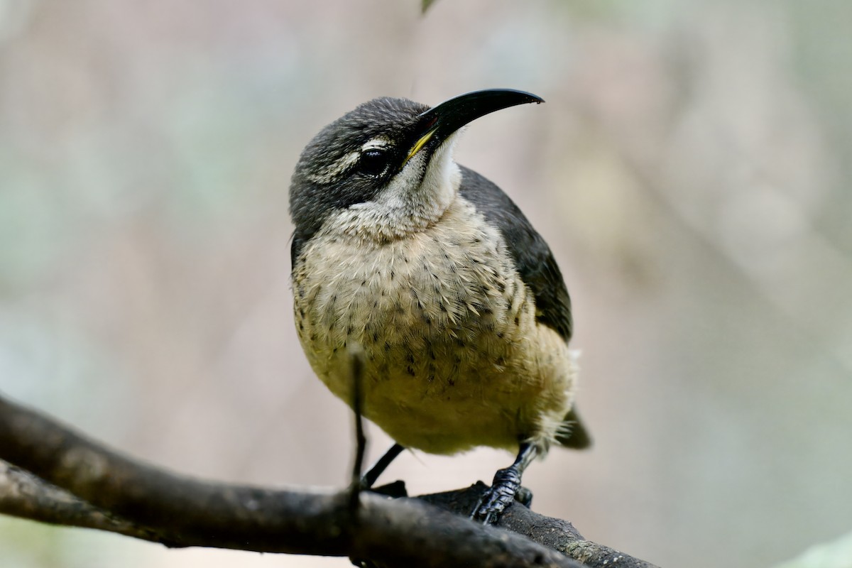 Victoria's Riflebird - ML642420943