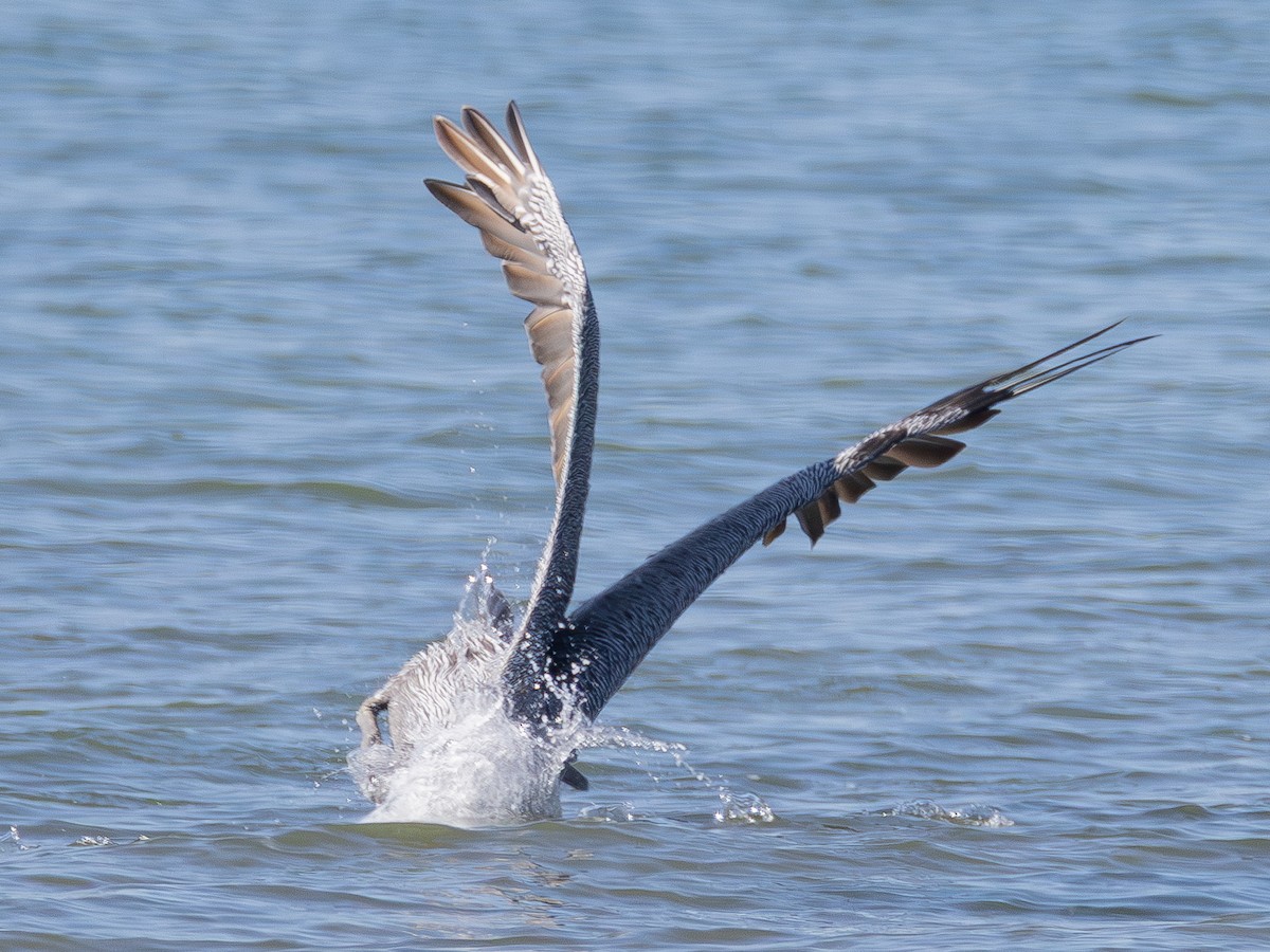 Brown Pelican - ML642420948