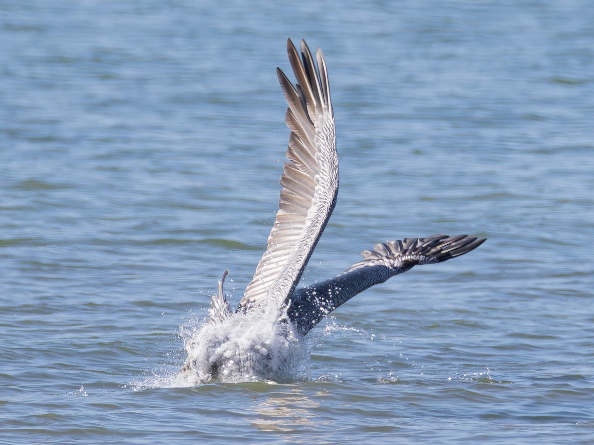 Brown Pelican - ML642420949