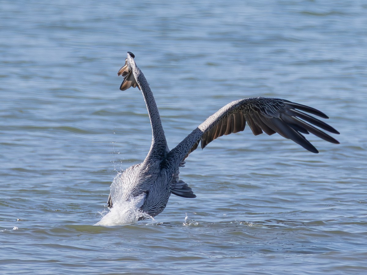 Brown Pelican - ML642420950