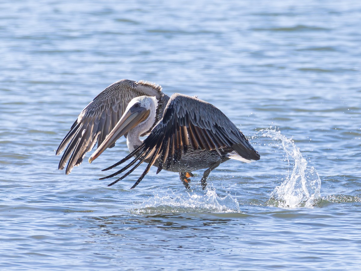 Brown Pelican - ML642420952