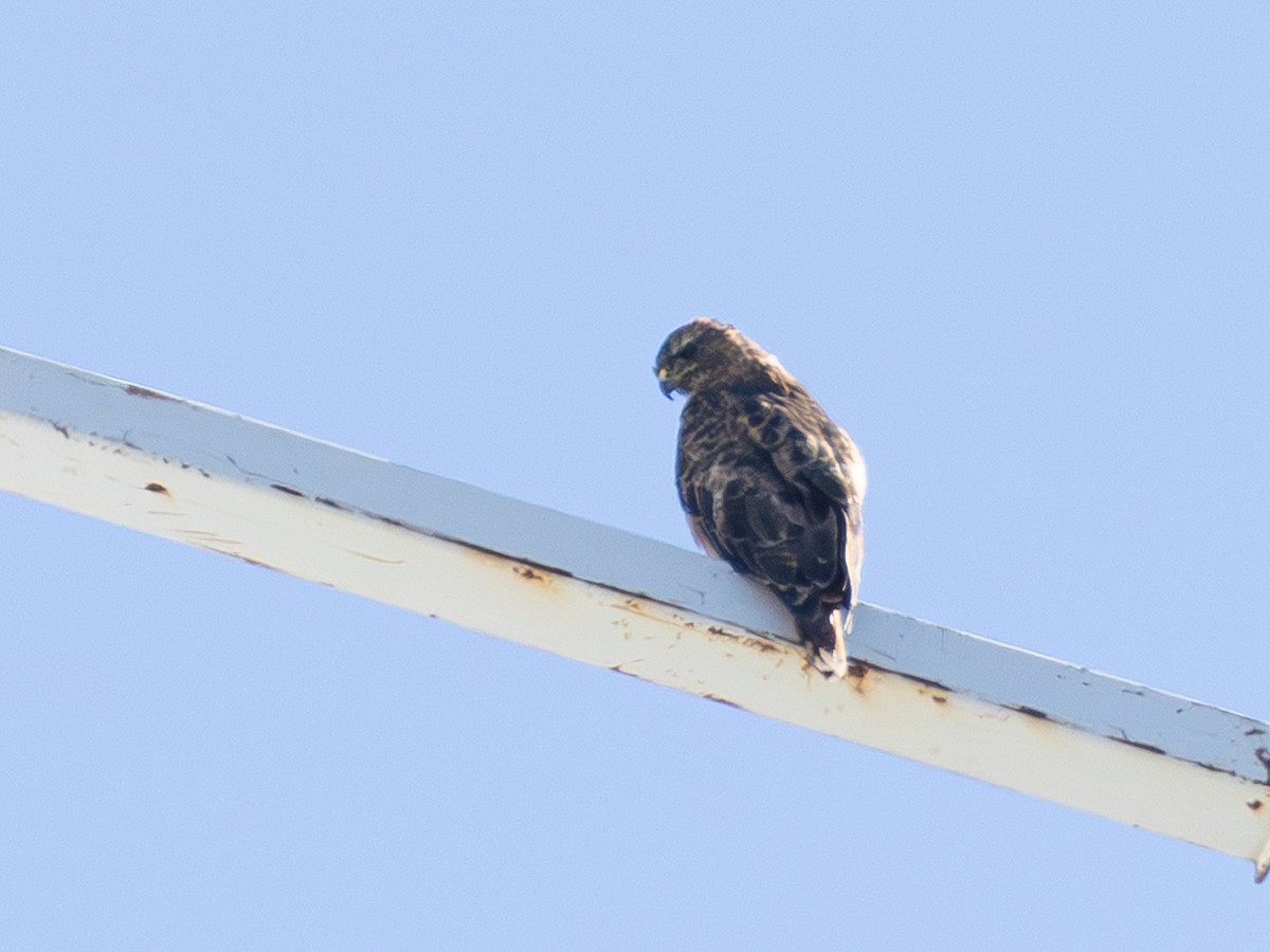 Red-tailed Hawk - ML642420959