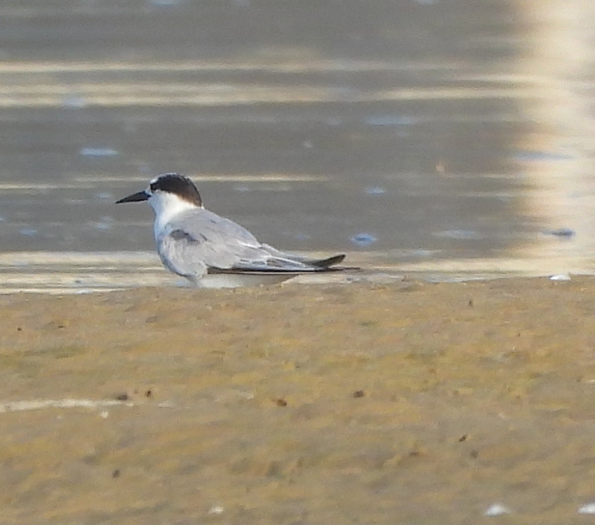 Little Tern - ML642420969